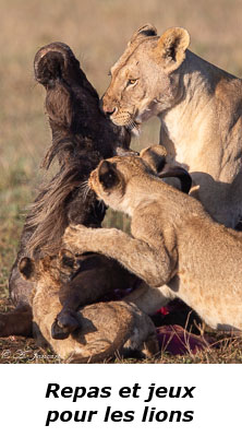 Lions