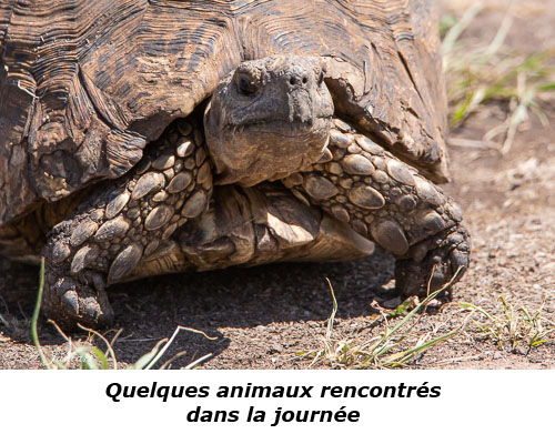 Tortue