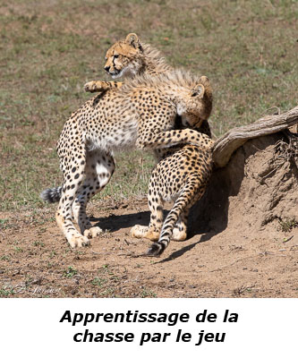 Guépards