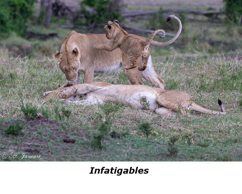 Lionceau et lionnes