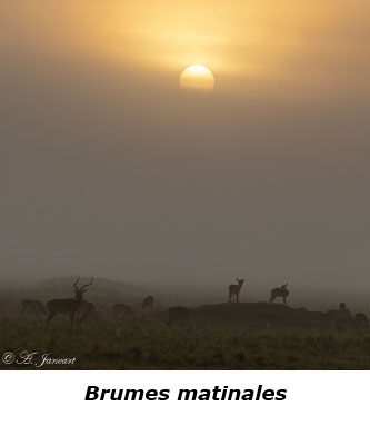 Soleil dans la brume