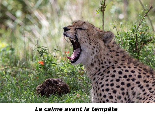 Guépard