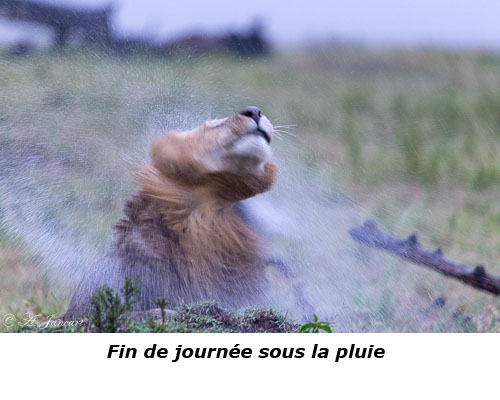 Lion