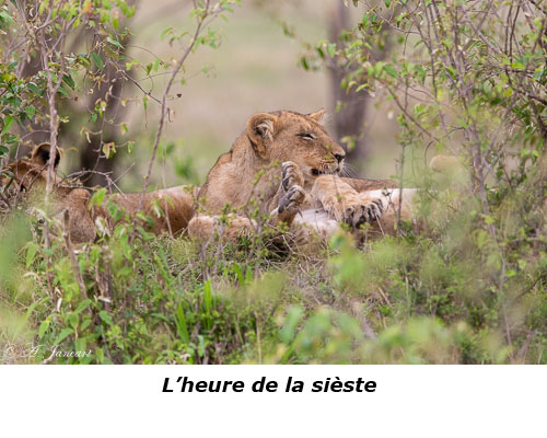 Lionne