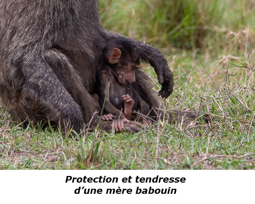 Bébé babouin