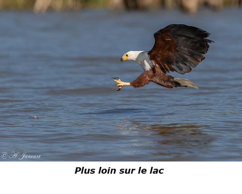 Aigle pêcheur