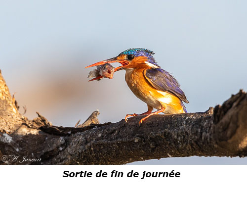 Martin-pêcheur huppé