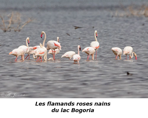 Flamands roses nains