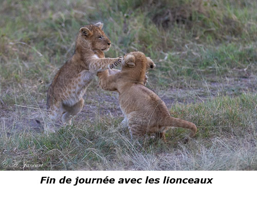 Lionceaux qui jouent