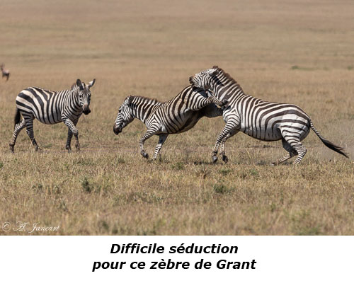 Zèbres de Grant