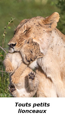 Lionne portant son lionceau