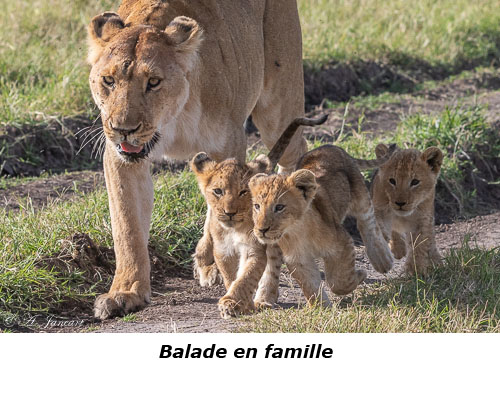 Lionne et lionceaux