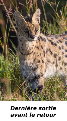 Serval