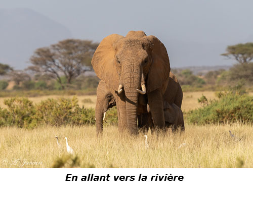 Eléphant