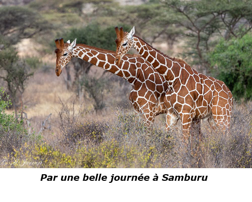 Girafes réticulées