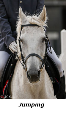 Cheval de jumping